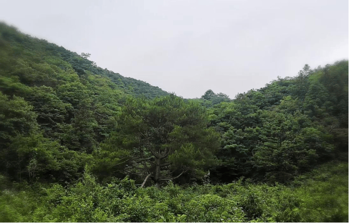 _林间茶，云上梦：一片小叶野茶的有机之路与乡土之志_林间茶，云上梦：一片小叶野茶的有机之路与乡土之志
