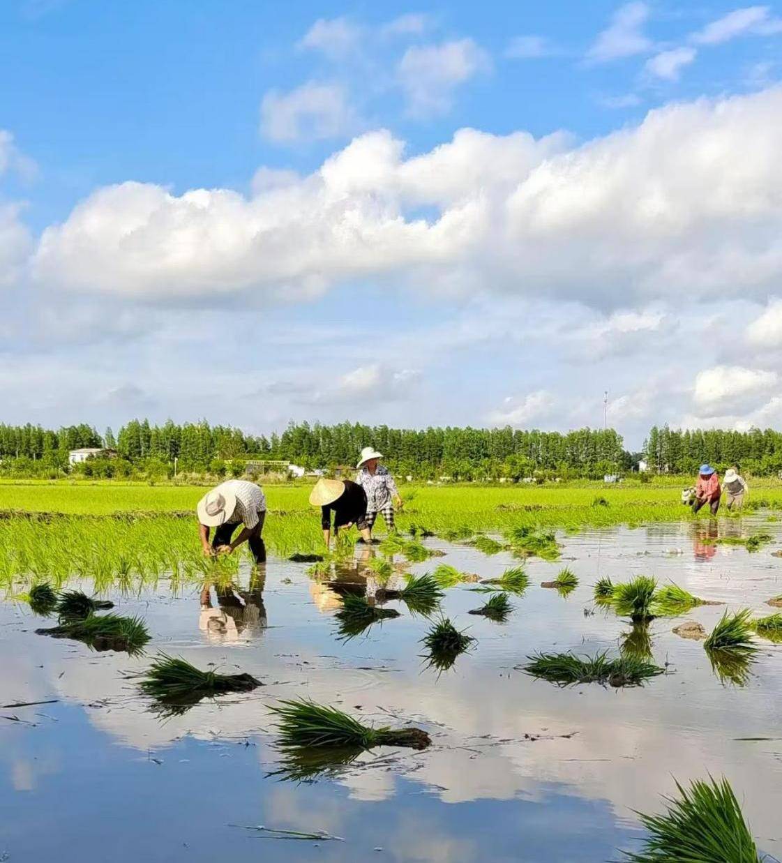 7年育出首棵再生稻,不惜为此欠债20万,人称袁隆平第二