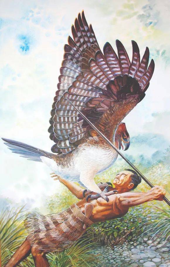 天空霸主与食人传说:揭秘新西兰史前巨鹰哈斯特鹰的恐怖真相