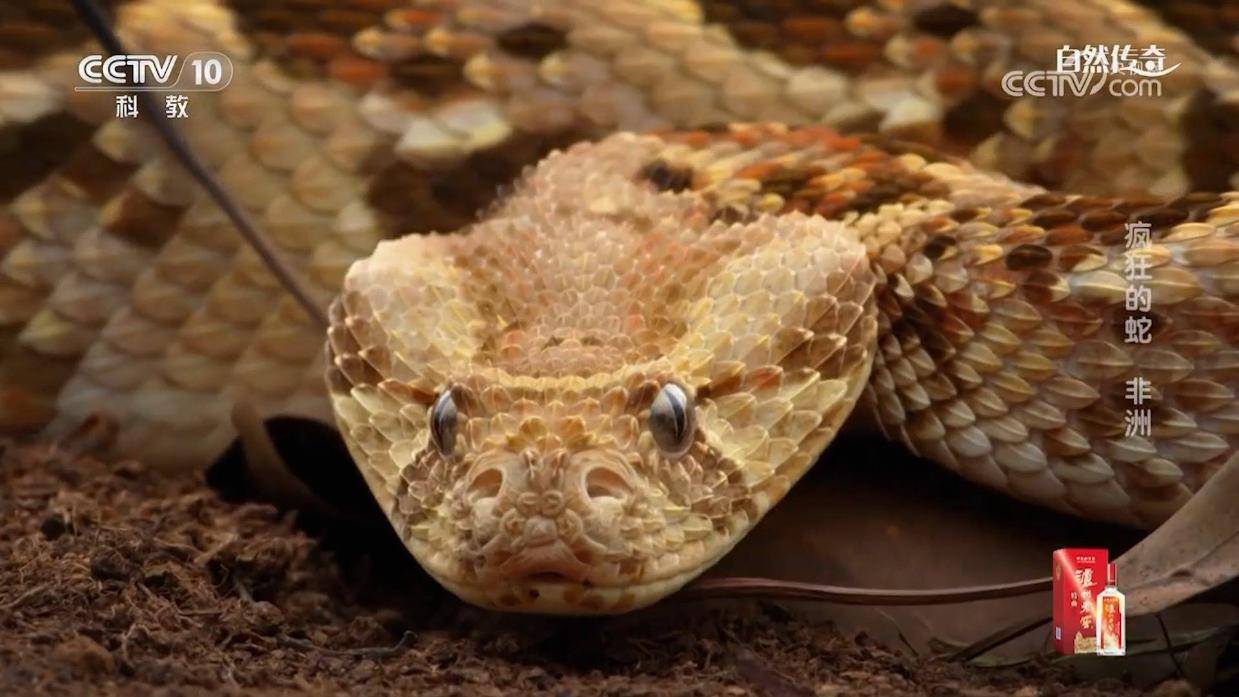 鼓腹巨蝰是非洲最可怕的伏击捕食者之一,它的鳞片提供了卓越的隐蔽性