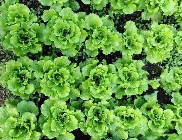 图片[3]-贪便宜在泰国自助疯狂吃榴莲，网友：丢人都丢到国外了-华闻时空