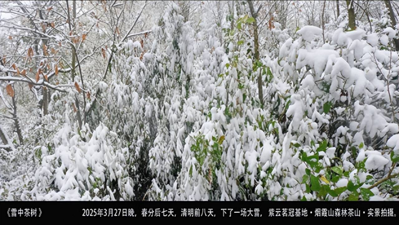 茗冠茶叶__茗冠忠品普洱茶怎么样