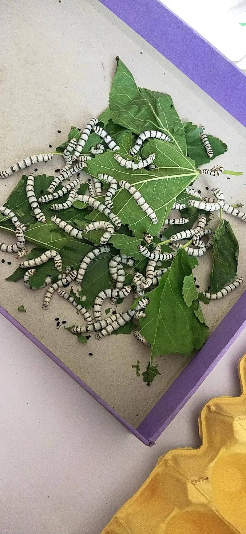 从破茧成蝶的成虫到繁衍后代的使命完成,蚕的生命历程充满了奇妙的