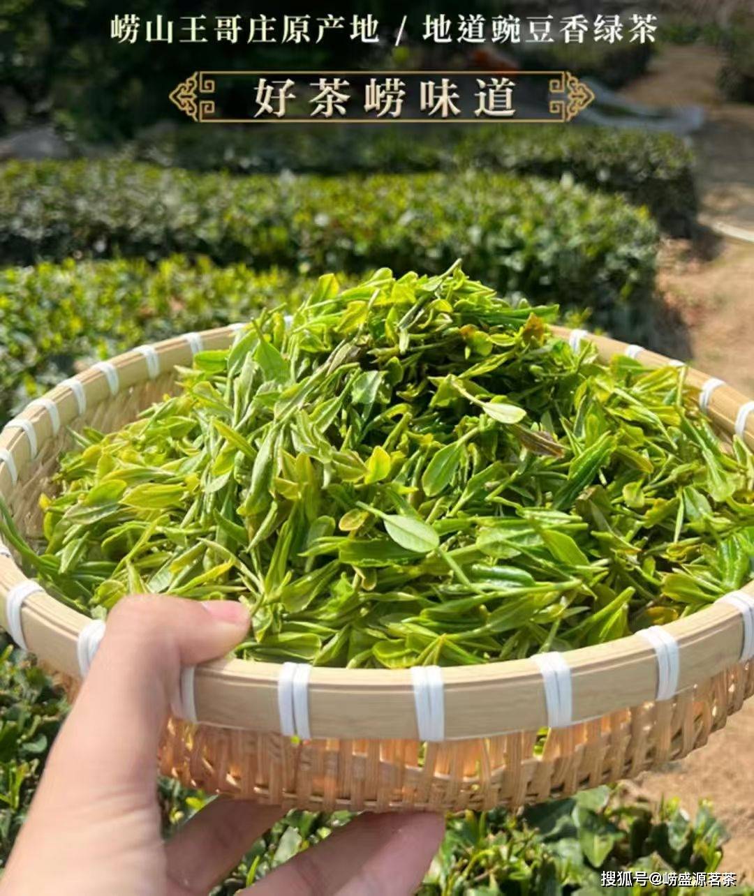 青岛崂山茶原产地茶农自家茶园自产自销推荐崂盛源茗茶