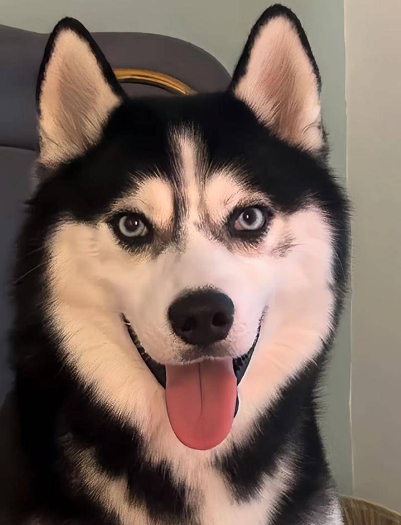 想要哈士奇长肉吃什么狗粮?什么牌子的狗粮好?