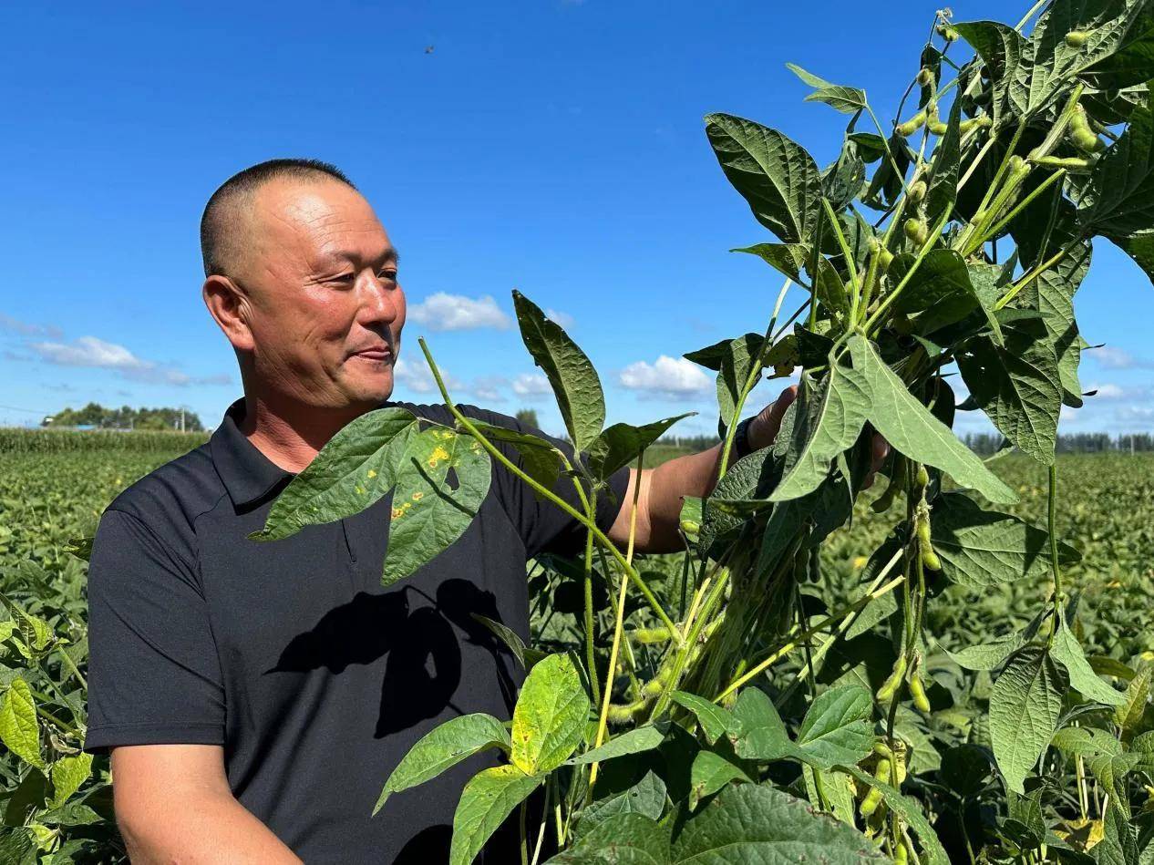 黑龙江明水县育林乡:盐碱地种出高产豆