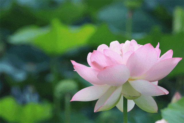 澄澈天空下,连绵的碧叶层层叠叠,粉,红,黄,白的荷花亭亭玉立,婀娜多姿