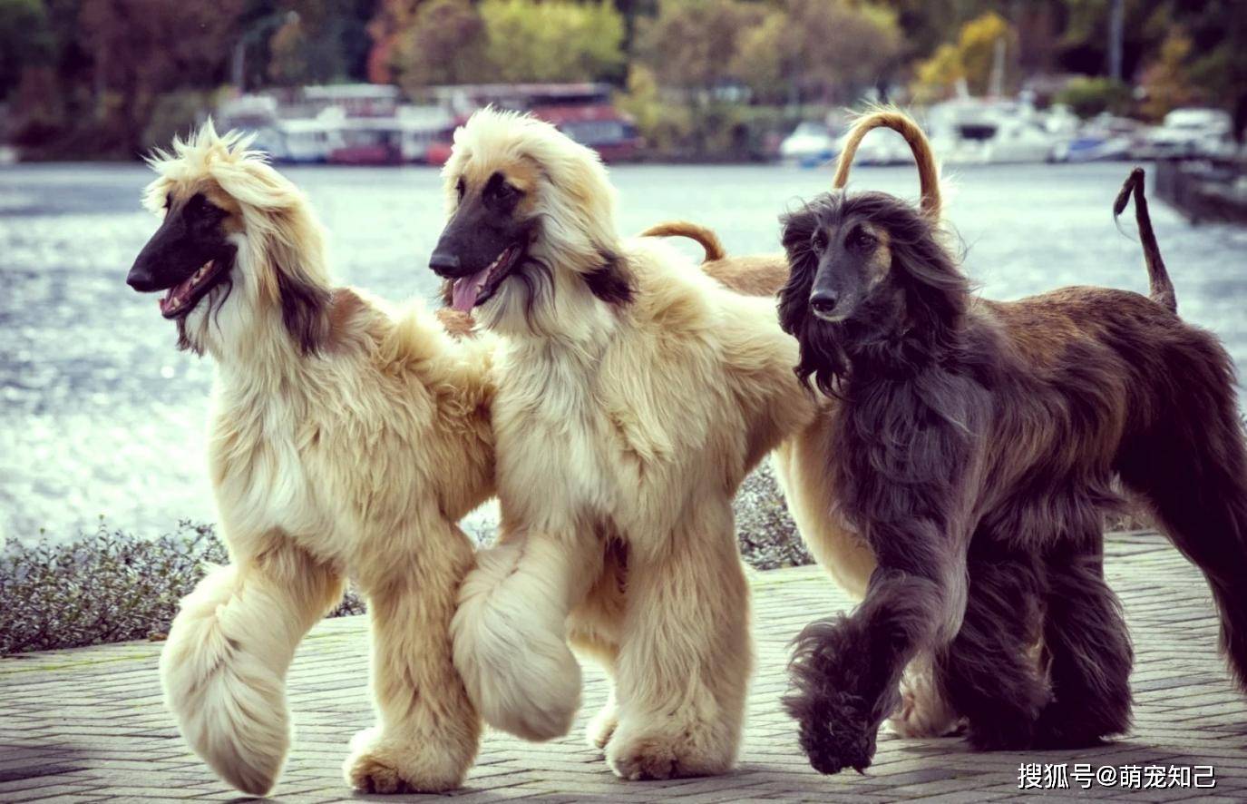 毛发_梳子_绒毛