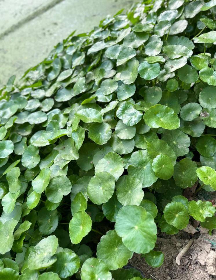 养了9年的铜钱草,堪比"小树苗",叶子比钱还大,太牛了!