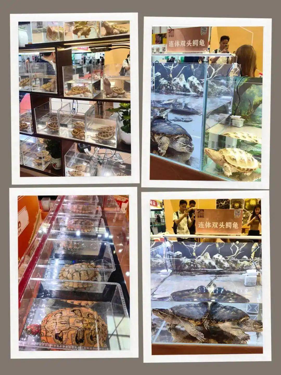 龟展邀请网红打擦边球主办方承认并称已劝退涉事网红