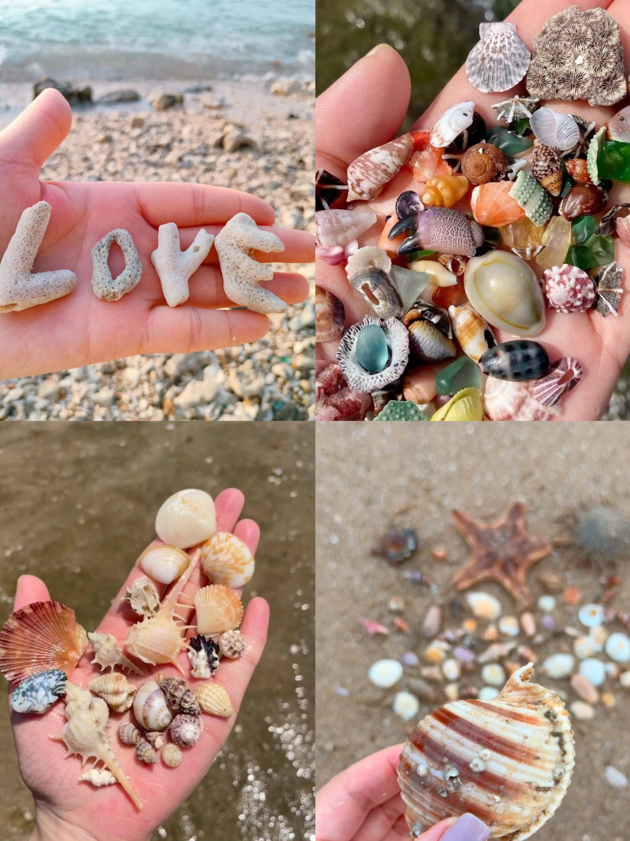 九月日照旅游,捡贝壳攻略