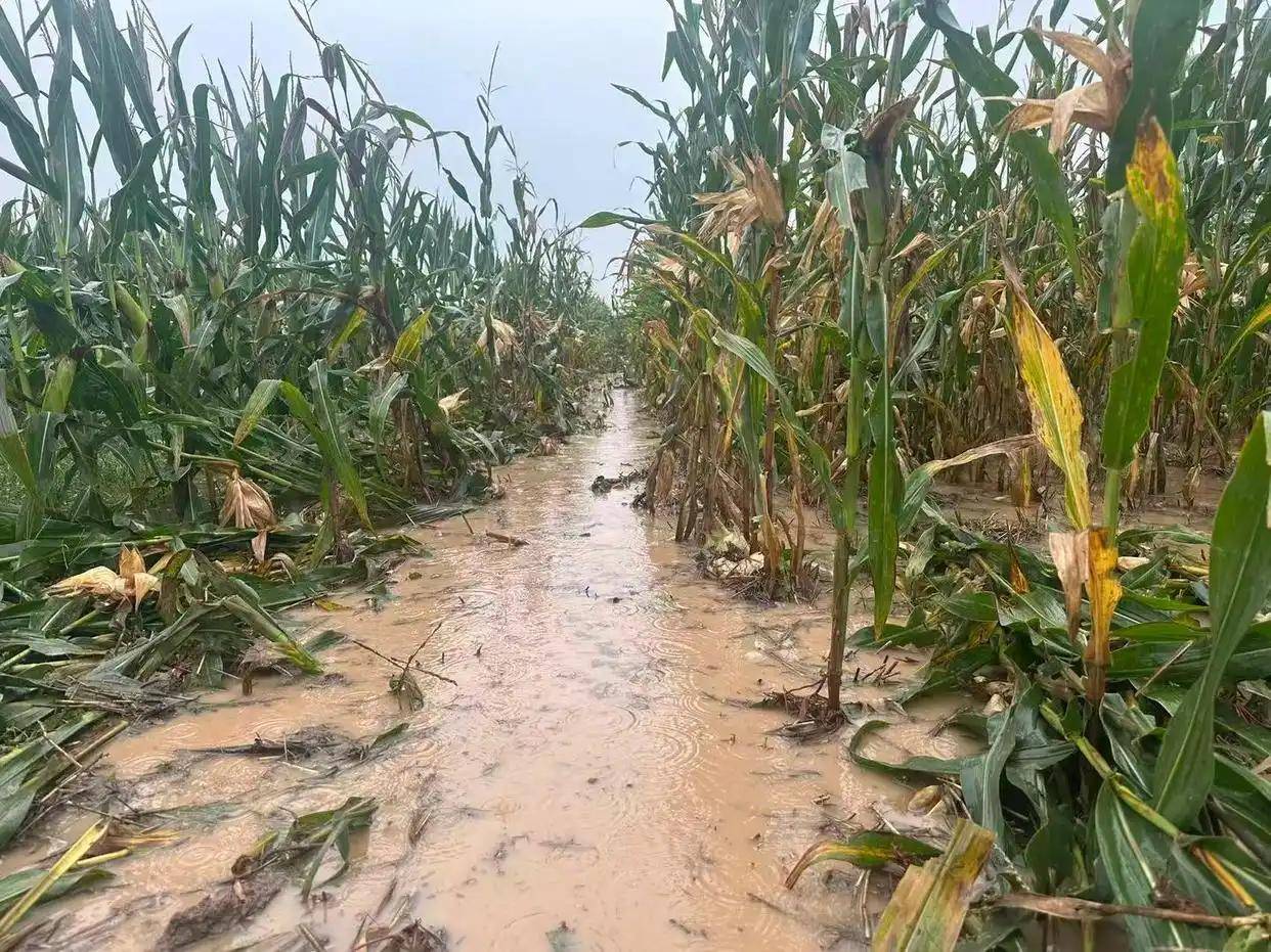 河南玉米发芽了,地里都是水,二叔抢着掰棒子烘干,看着都心痛