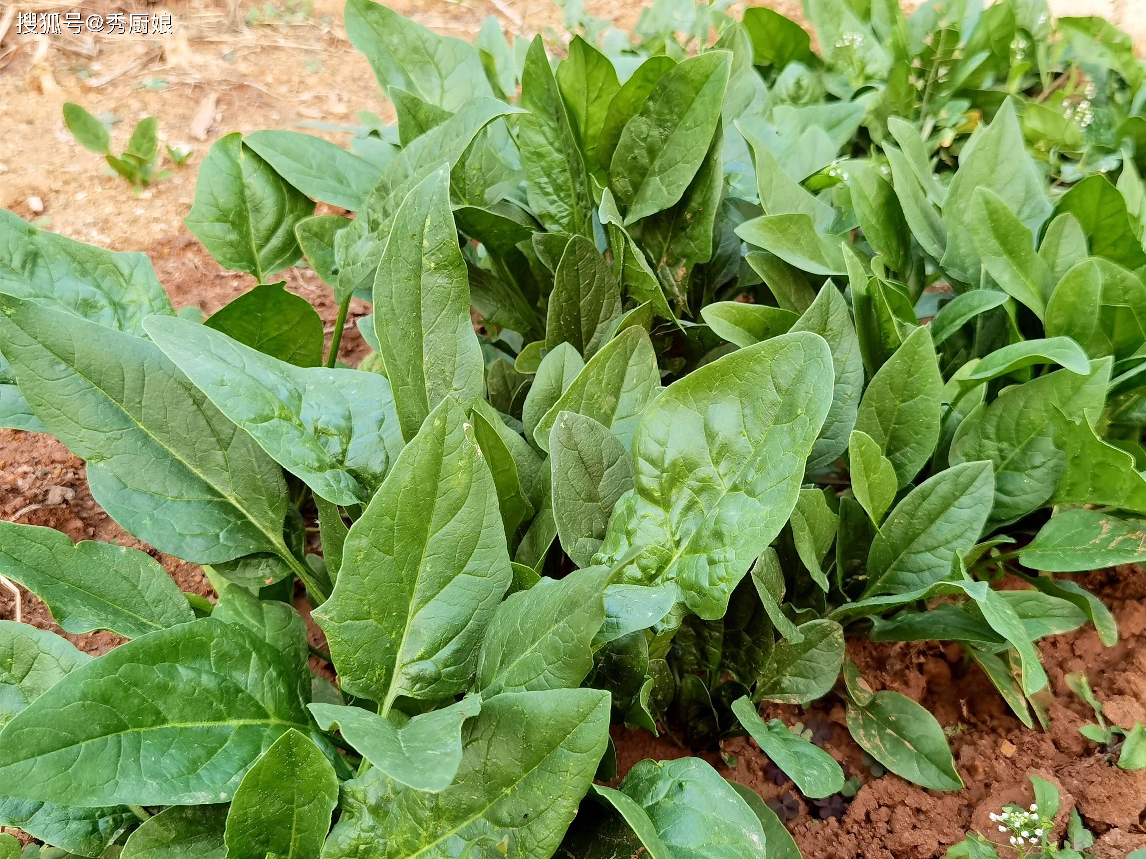 原创            秋天使劲吃，叶酸是苹果38倍，2元1斤的“菜王”，养肝护眼还通便