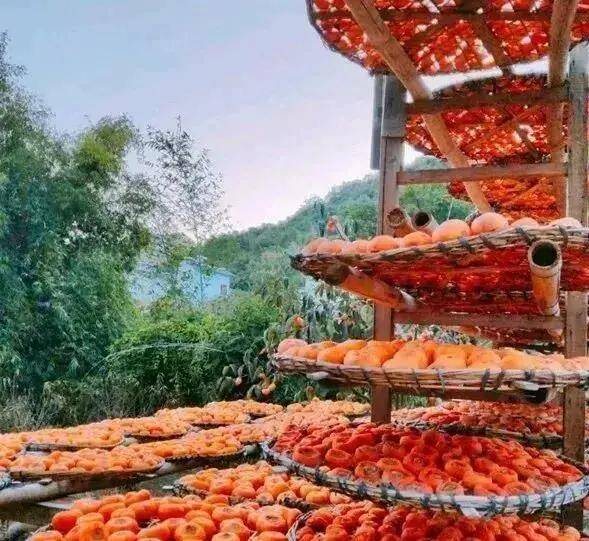 【广州三大秋色】11月15日丨上罗千亩柿子海+艾米稻香小镇+罗洞工匠小镇