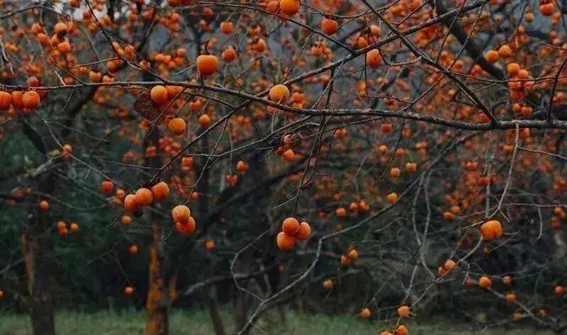 【广州三大秋色】11月15日丨上罗千亩柿子海+艾米稻香小镇+罗洞工匠小镇