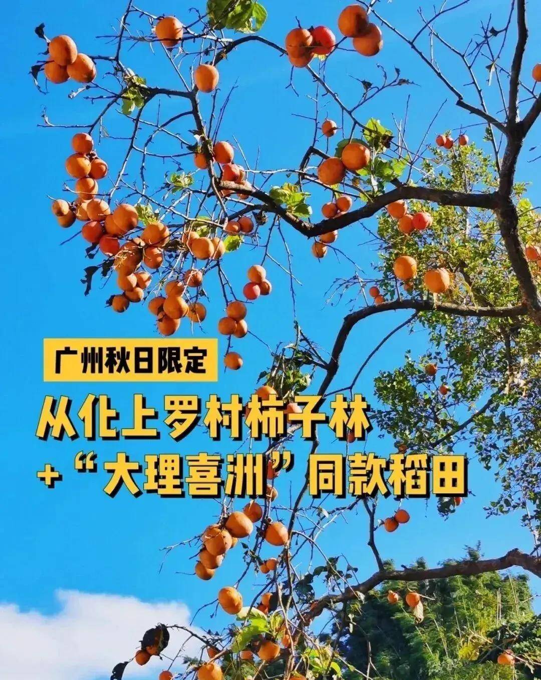 【广州三大秋色】11月15日丨上罗千亩柿子海+艾米稻香小镇+罗洞工匠小镇