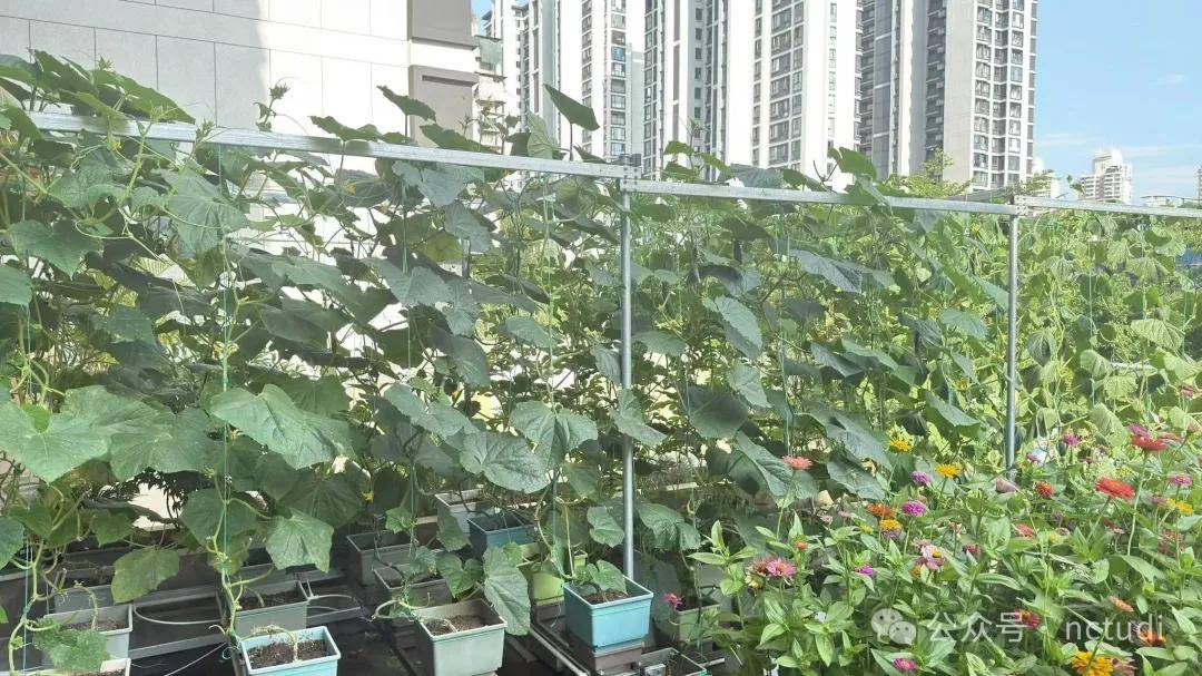 李依富:以“集成田园”重构农业未来,筑牢中国式现代化生态根基 ——从“三无三有”到“三维生态”,探索中国农业现代化新范式