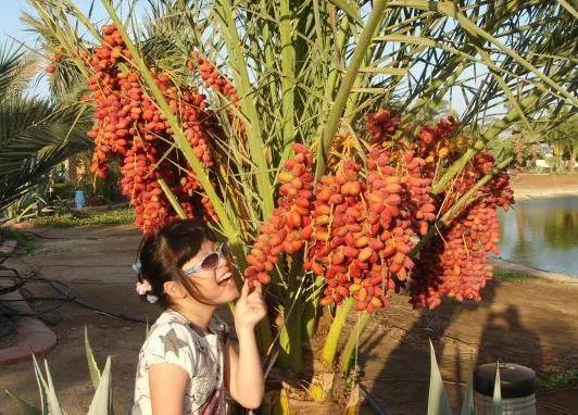 它是迪拜土豪最爱吃的水果，是财富的象征，到了中国却不受欢迎！-华闻时空