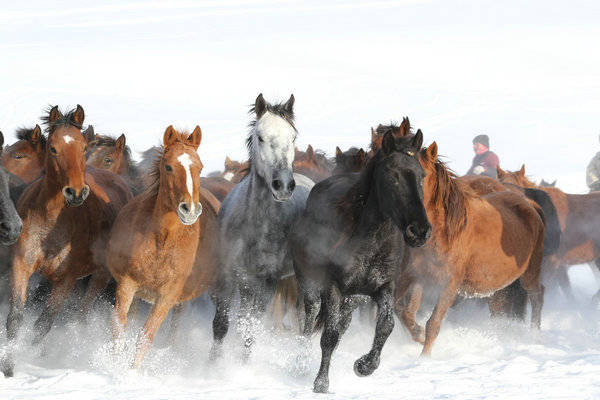 天山河谷·美哉伊犁丨8折优惠邀您住进雪原里的春天！