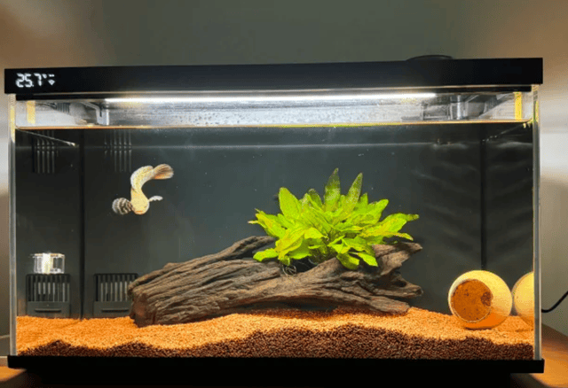 2025京东鱼缸热销数据发布:这10个家庭水族品牌口碑最好