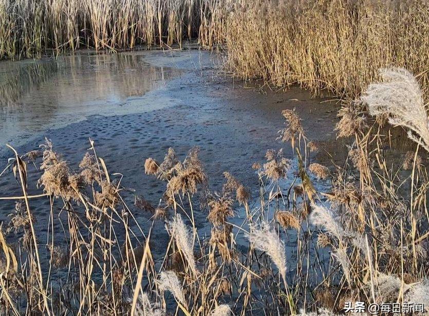 青岛即墨的监管困局:普东水库疑成排污粪坑 污水直排库区(图5)
