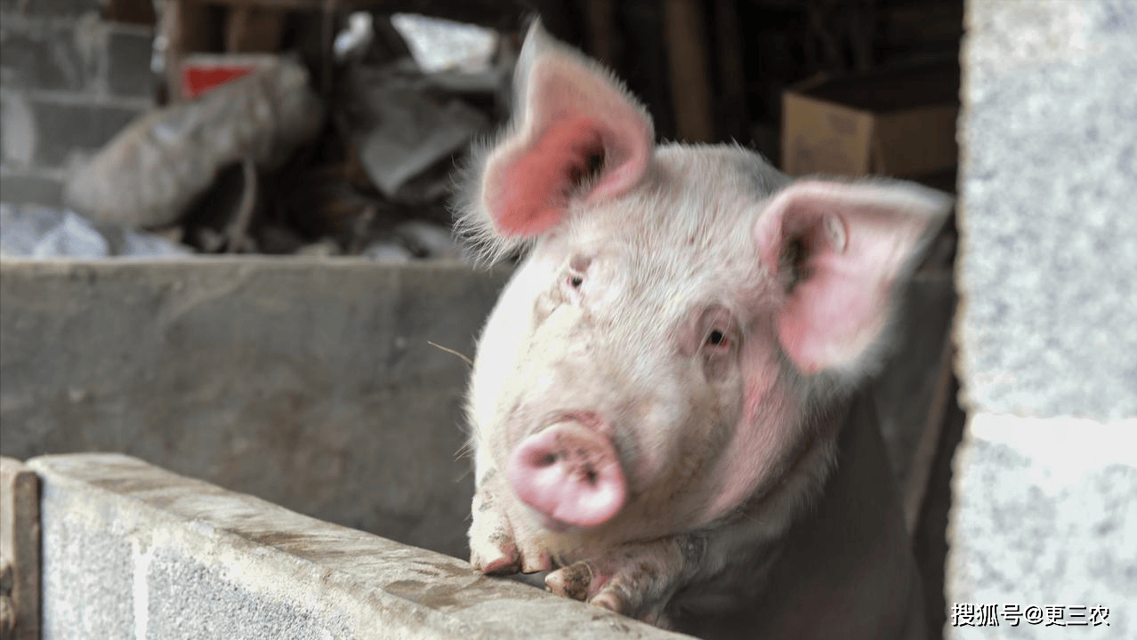 180°大变，猪价下跌“熄火”，新一轮“猛烈”上涨来袭？附：1月24日猪价_搜狐网