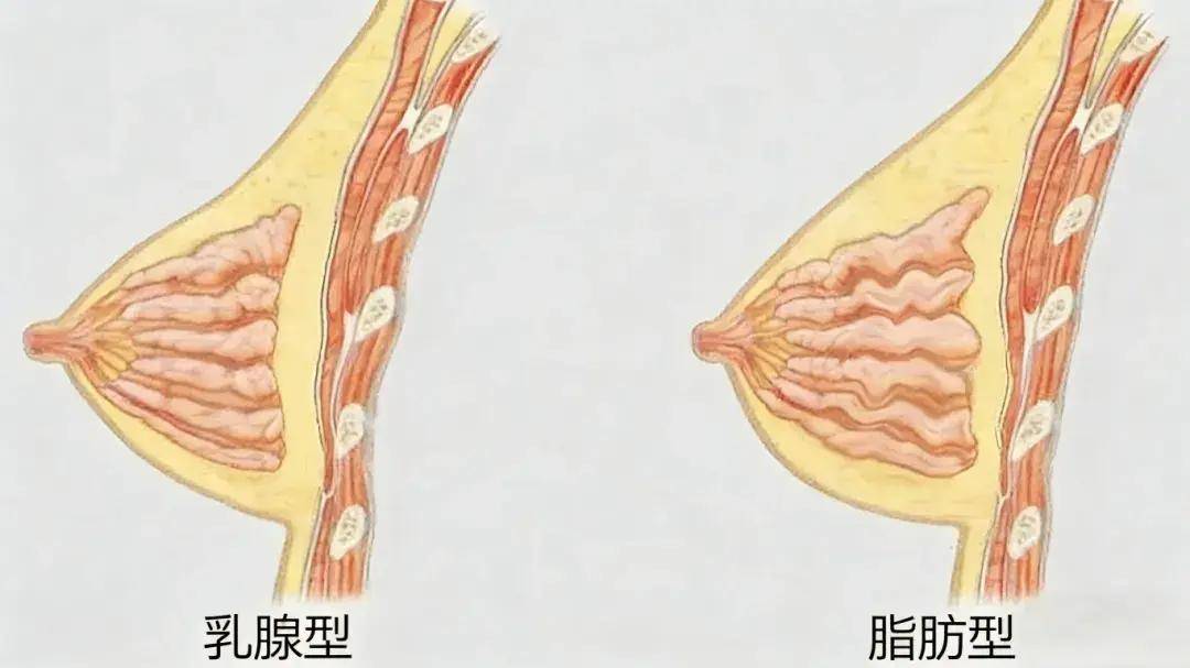 经常被异性按摩胸部,竟然从A涨到了C！这也太爽了.......