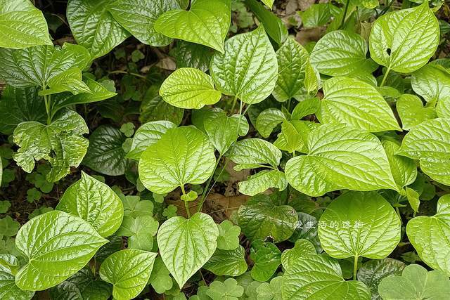 原创            它是寒湿的“克星”，2月建议要常吃，湿气哗啦啦排出，全身都轻松舒适了