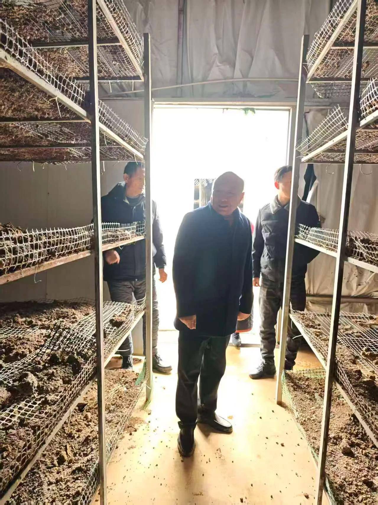 凤阳县刘府镇耿冲村食用菌种植基地指导～～檀力