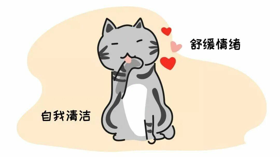 猫咪过度舔毛怎么办？深度解析异常原因与应对措施