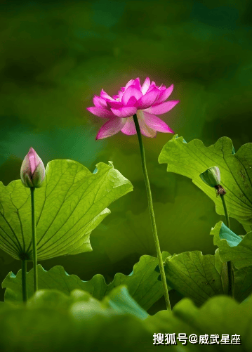 未来三个月,4属相财运亨通,机遇不断,事业进步,前程似锦 image.png