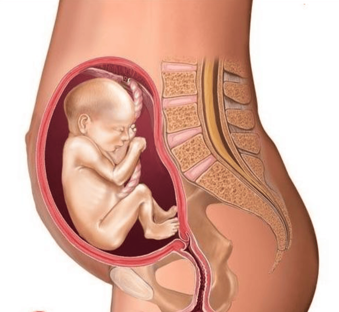 小学生问精子与卵子怎样结合才能生宝宝？妈妈教科书级回答