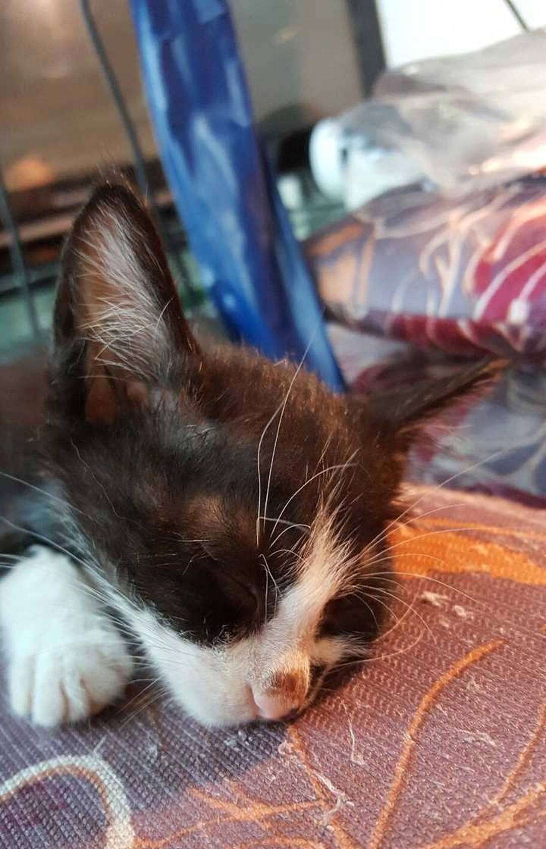 养一只奶牛猫生活从此不按剧本走