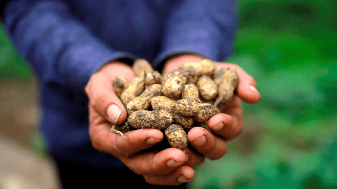 临泉县乡合农服负责人祁伟:从种子到大树,他走了五年