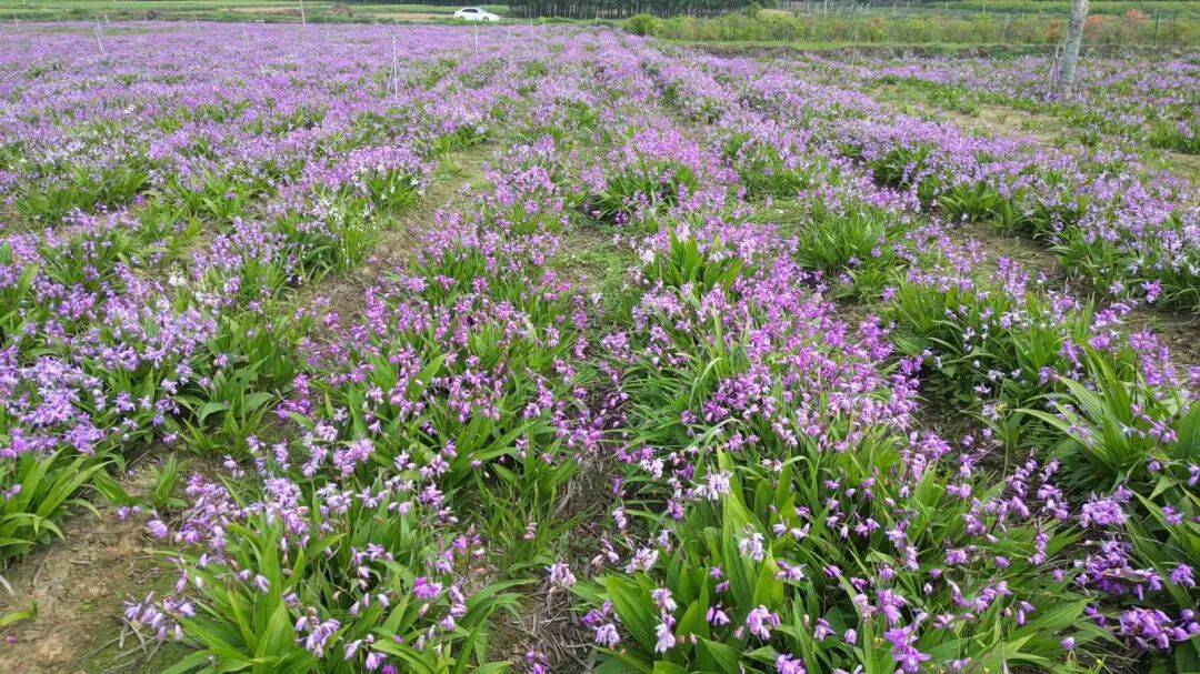 白芨价格及种植基地
