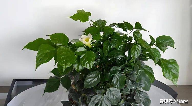 幸福树吐花.jpg