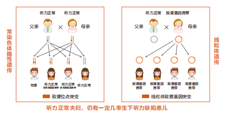 关于遗传性耳聋基因检测