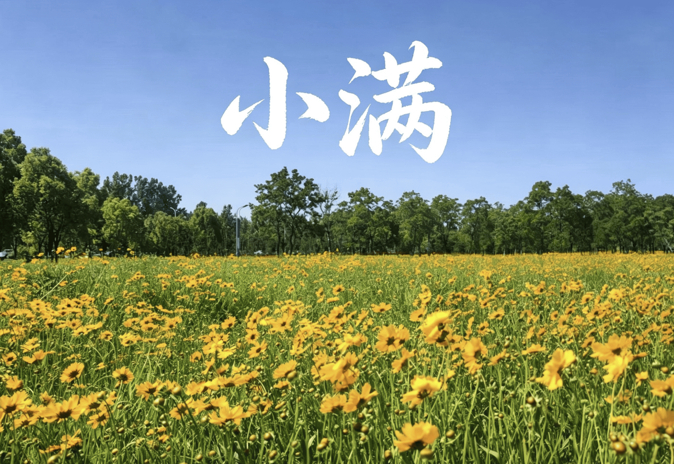 原创            “小满吃三宝，身体无病扰”，5月21日小满，三宝指啥？顺时而食，安稳一整夏
