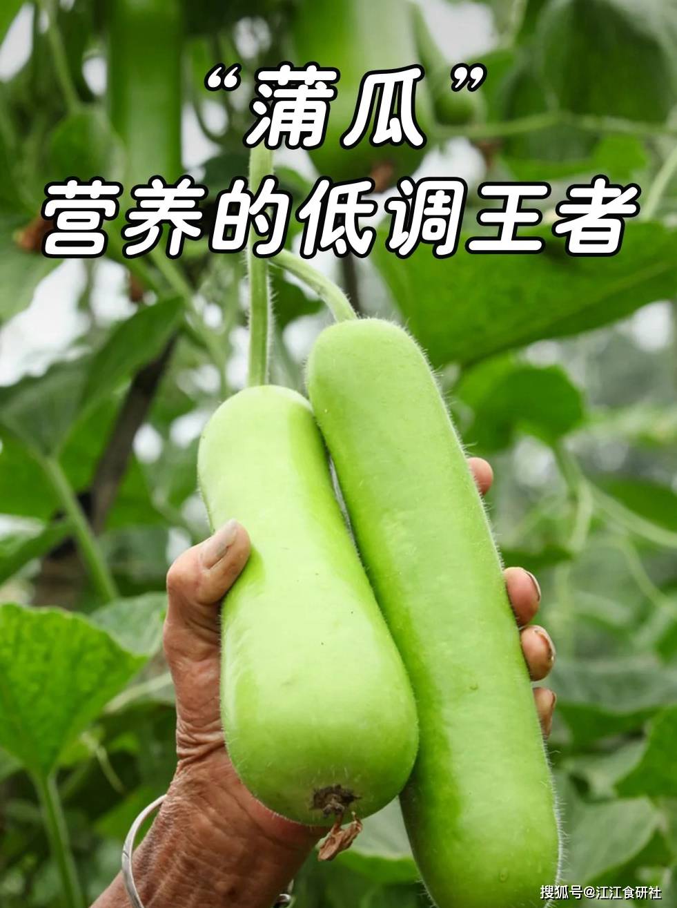 原创            “5月吃一瓜，中药不用抓”，小满过后抓紧吃，清热润肠舒坦过夏