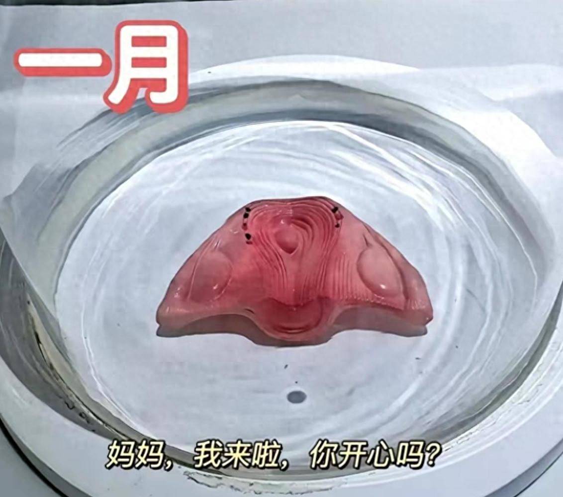 怀孕十月胎儿发育过程图,感叹生命如此神