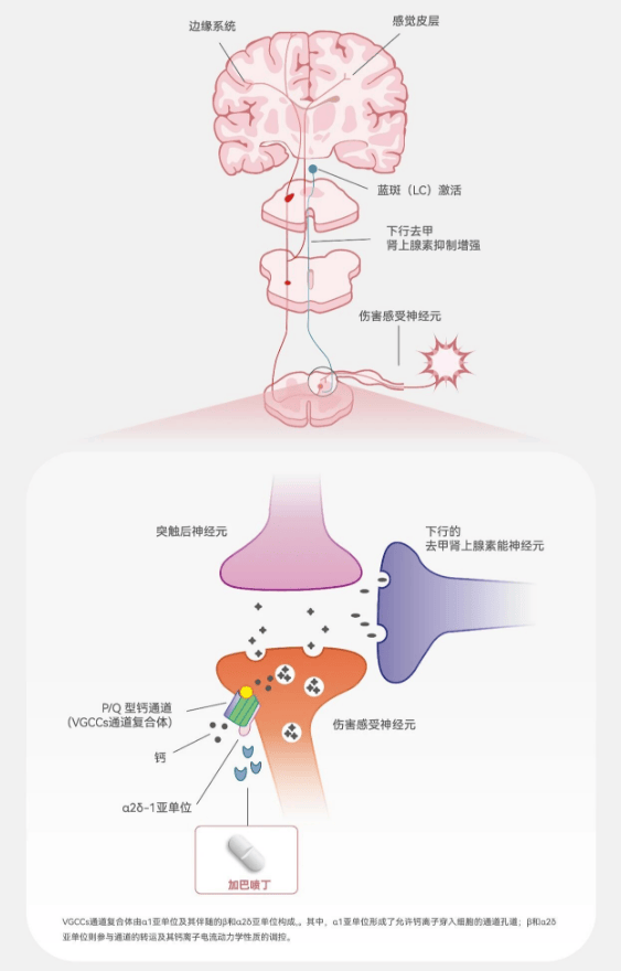 从“宠物专用药品哪家好”之问,看汉维宠仕汉喵宁的情绪管理之道 从“宠物专用药品哪家好”之问,看汉维宠仕汉喵宁的情绪管理之道