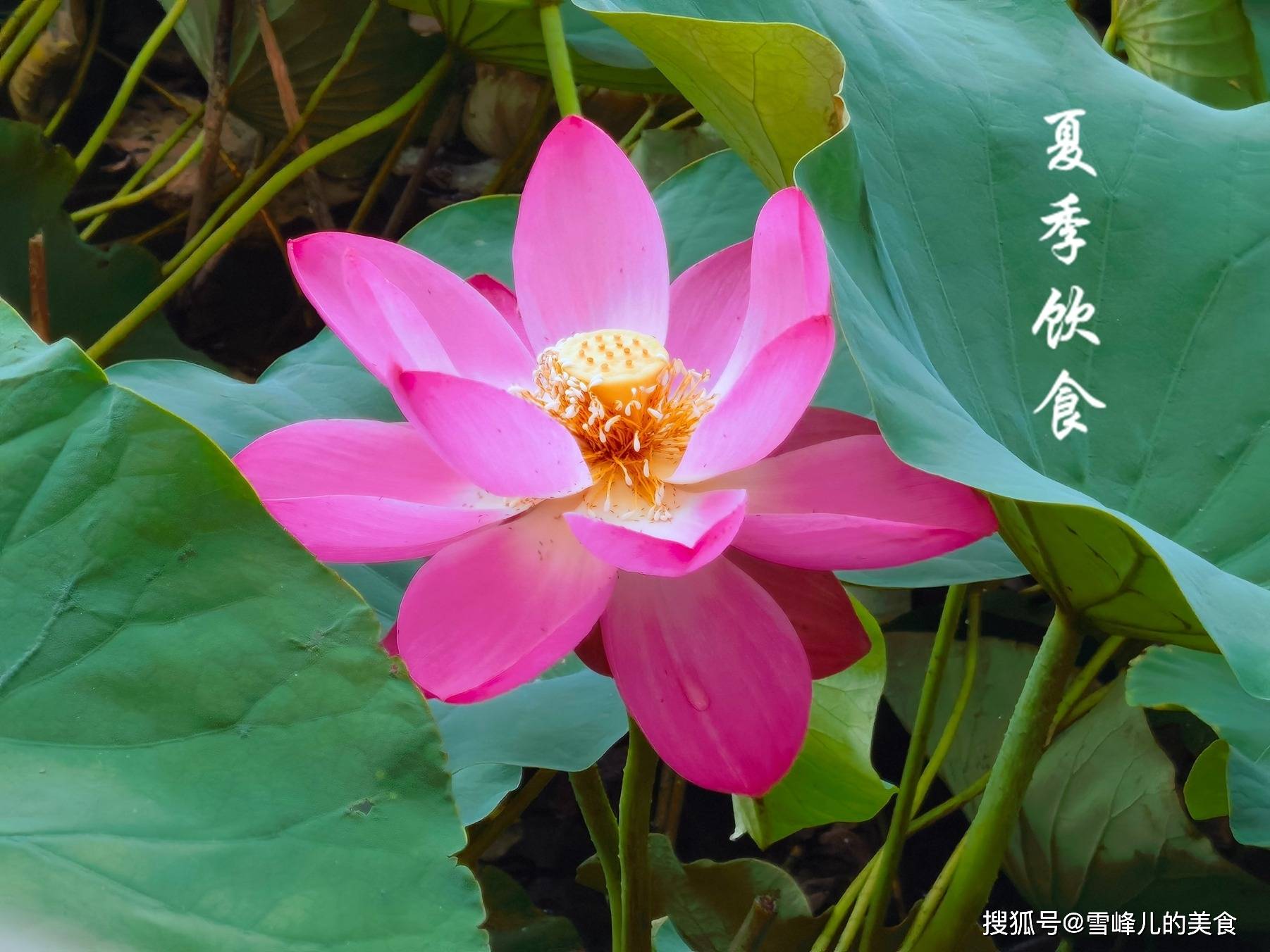 原创            6月，天气炎热记得多吃这4样，清热祛湿养心解暑，安康平稳度夏！