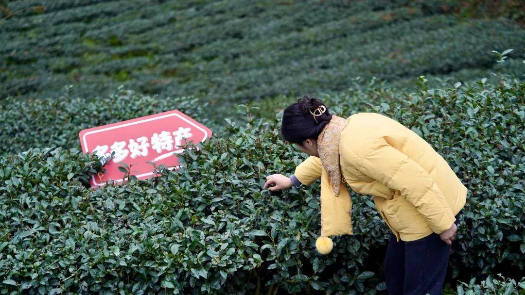 新拼姆:把确定性销量带给产业链 新拼姆:把确定性销量带给产业链