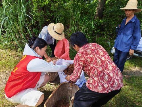 撂荒地块结硕果 志愿服务助农忙(图2) 撂荒地块结硕果 志愿服务助农忙(图2)