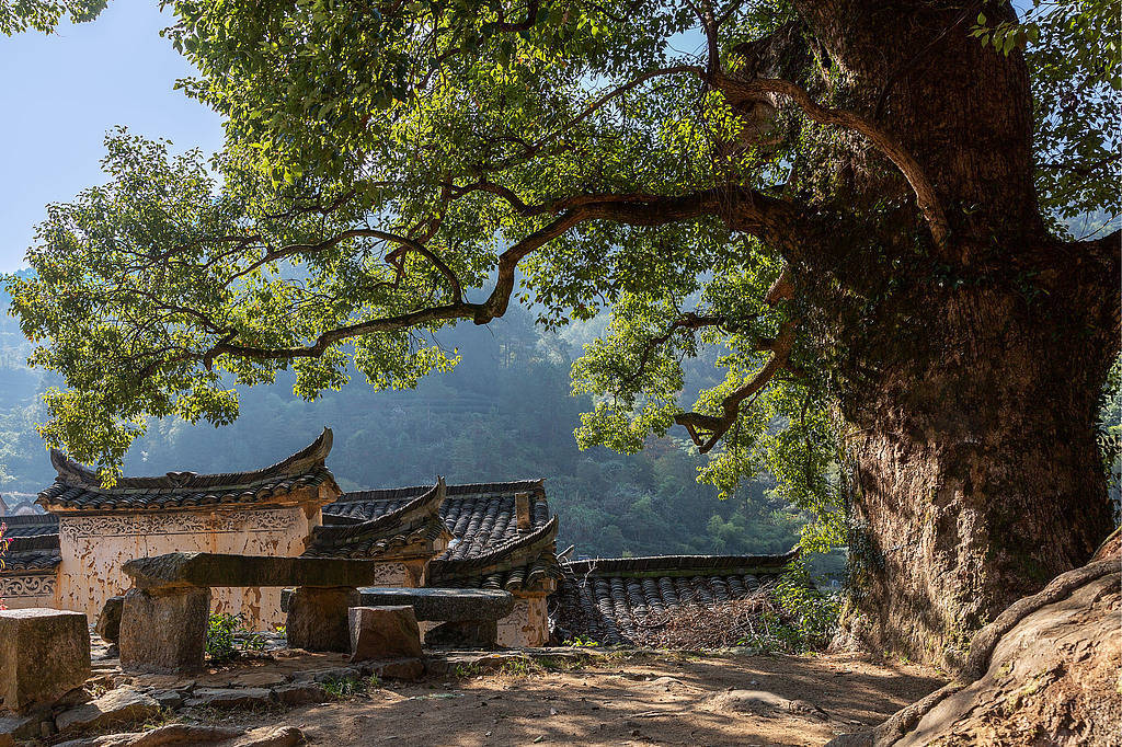 村民承包地上百年古树被扣押转赠，道理说不通