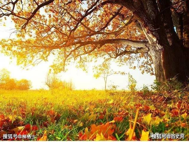 【古诗词鉴赏】唐代诗人王维《秋夜曲》诗赏析