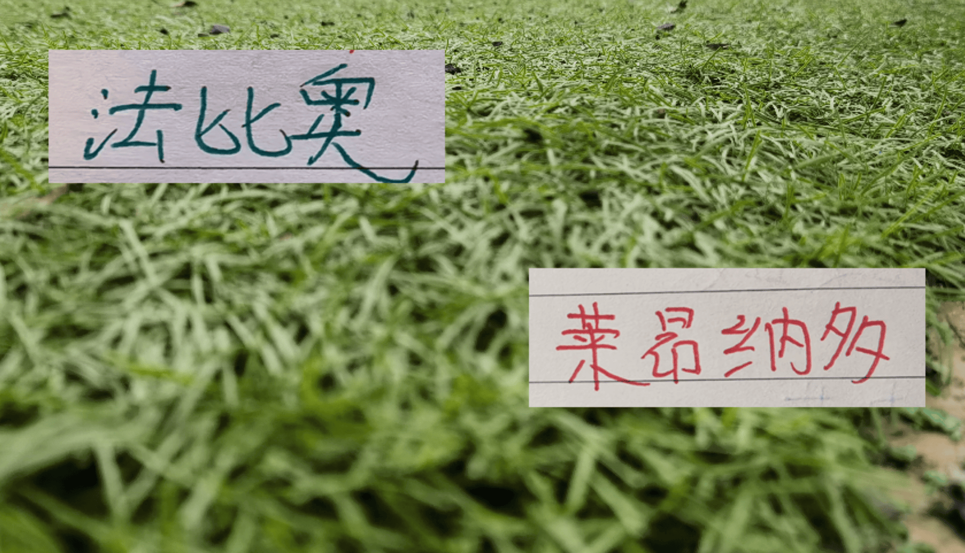 北京国安发飙从第20轮开始似乎满血回归 海港头号射手莱昂纳多也是这个时候复苏