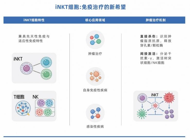 华辰生物iNKT细胞高效激活扩增试剂盒正式上市,助力通用型免疫细胞治疗(图5) 华辰生物iNKT细胞高效激活扩增试剂盒正式上市,助力通用型免疫细胞治疗(图5)