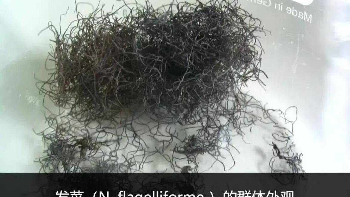 这种酷似头发的野菜是国家一级保护植物