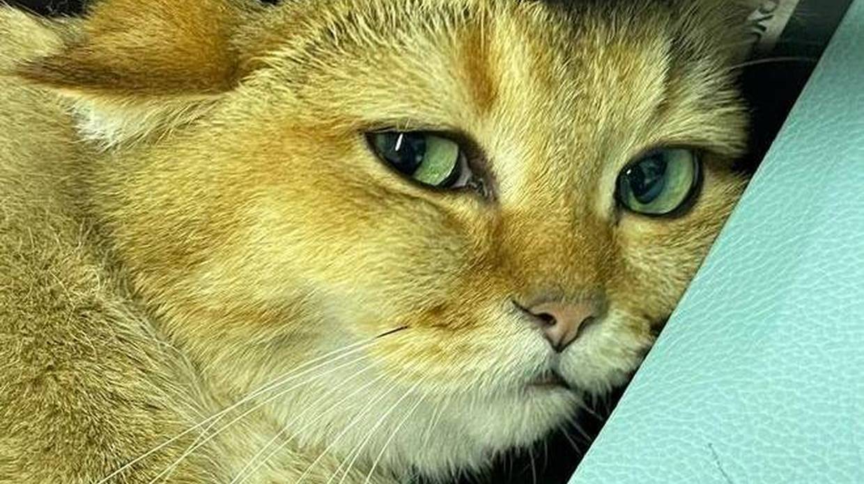 办公室小猫爱吃瓜，表情比演员还丰富，一脸操心神似老母亲！